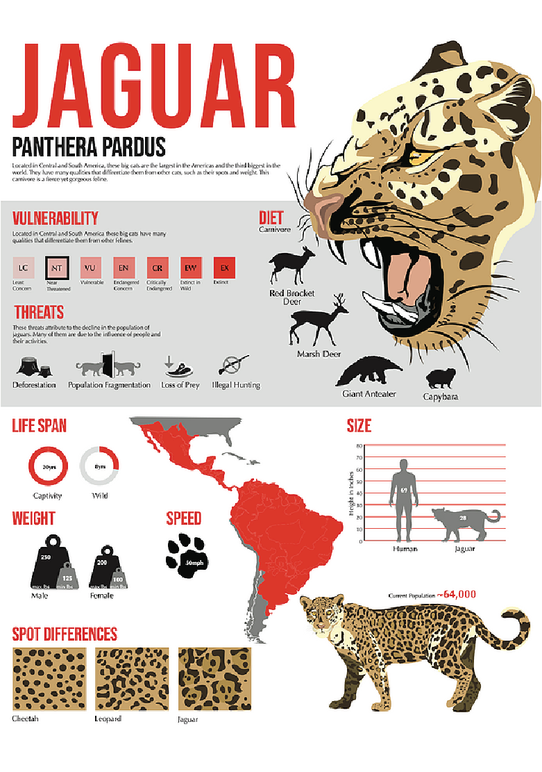 Jaguar Infographic